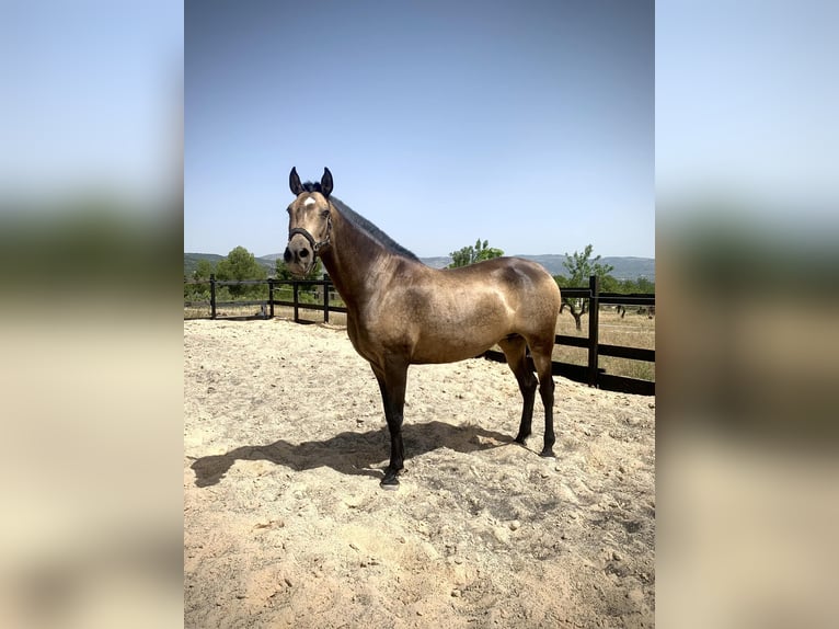 PRE Croisé Jument 13 Ans 163 cm Buckskin in Alcoi/Alcoy