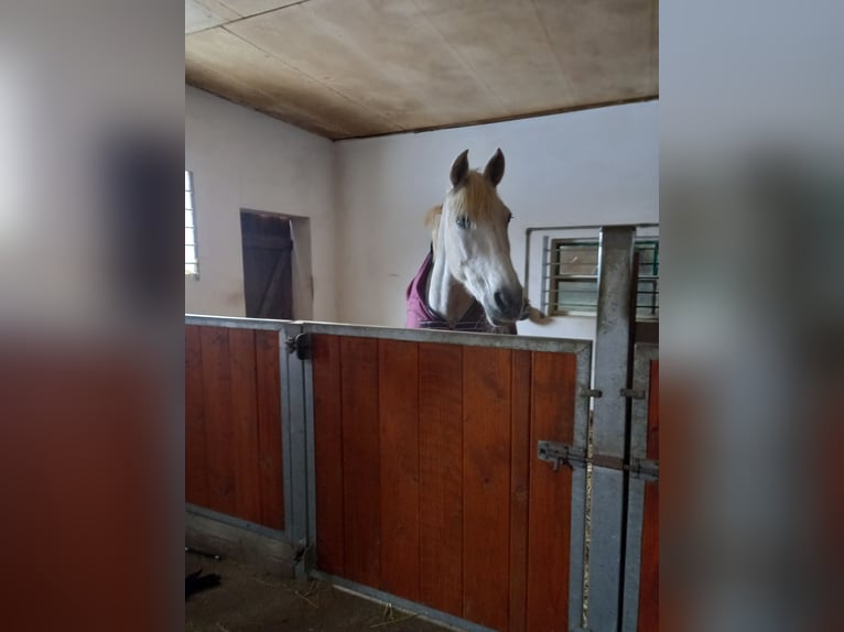 PRE Croisé Jument 13 Ans 163 cm Gris in Riede