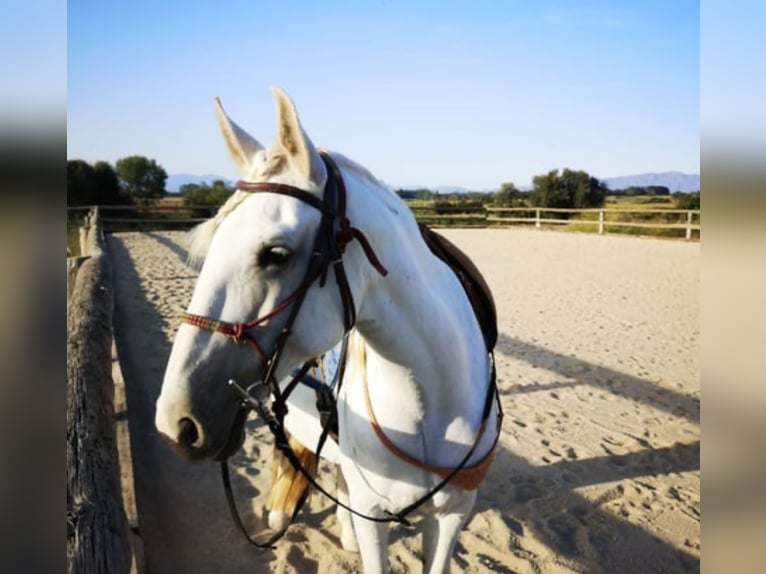 PRE Croisé Jument 13 Ans 163 cm Gris pommelé in Martfeld