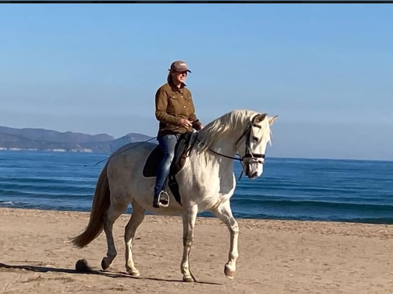 PRE Croisé Jument 13 Ans 163 cm Gris pommelé in Martfeld