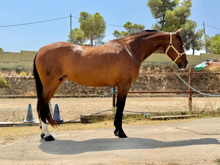 PRE Croisé Jument 13 Ans 165 cm Bai in Terrassa