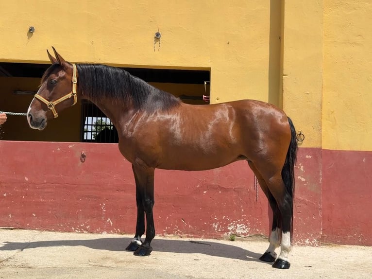 PRE Croisé Jument 13 Ans 165 cm Bai in Terrassa