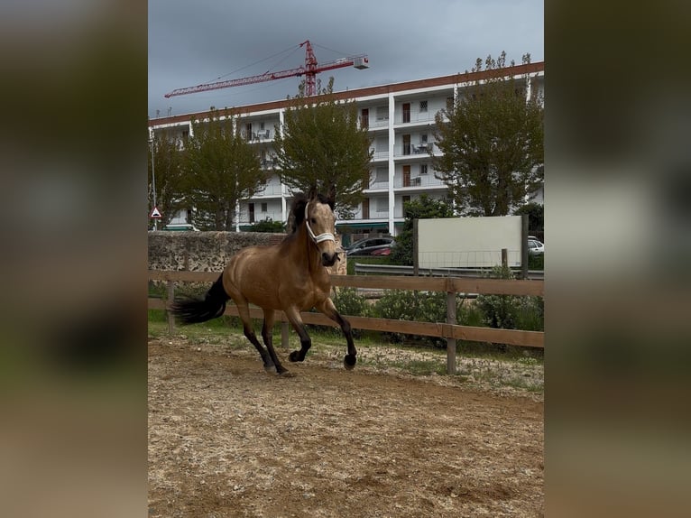 PRE Croisé Jument 13 Ans 165 cm Isabelle in Santa Susanna