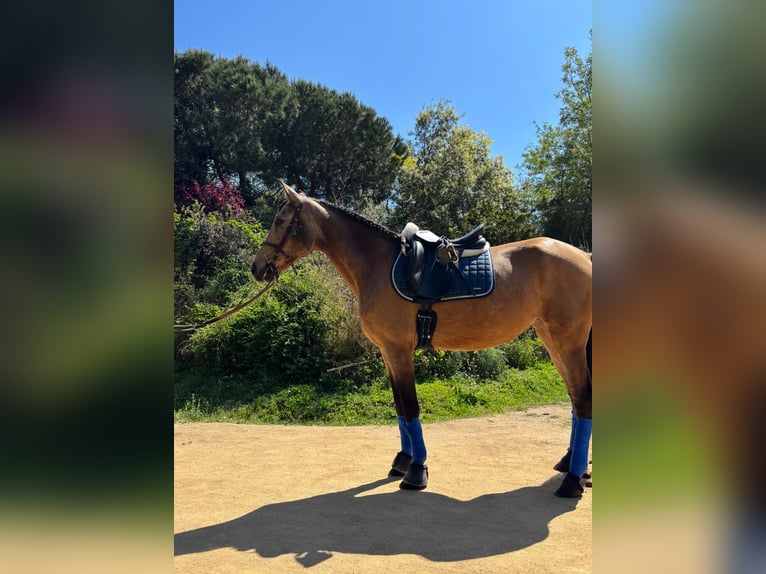 PRE Croisé Jument 13 Ans 165 cm Isabelle in Santa Susanna