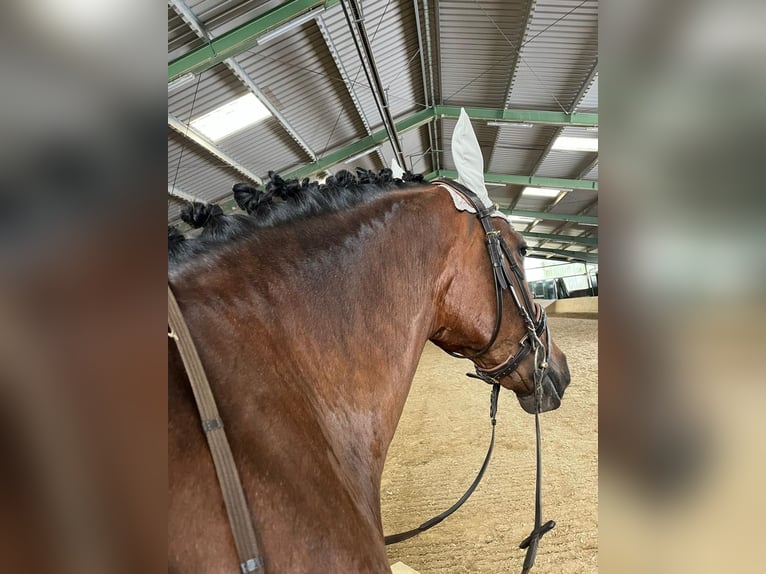 PRE Croisé Jument 13 Ans 169 cm Bai in Seeheim-Jugenheim