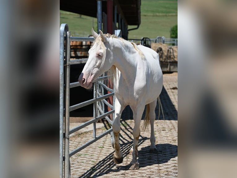 PRE Jument 13 Ans Perlino in Klettgau