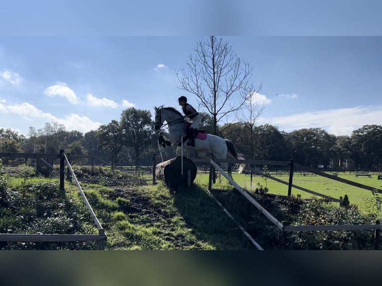 PRE Croisé Jument 14 Ans 148 cm Gris moucheté in Enschede