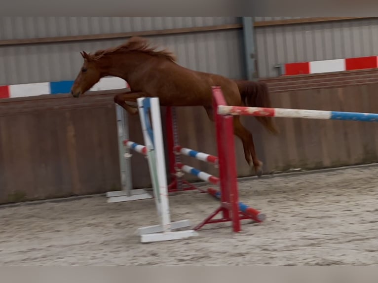 PRE Croisé Jument 14 Ans 153 cm Alezan in Zieuwent