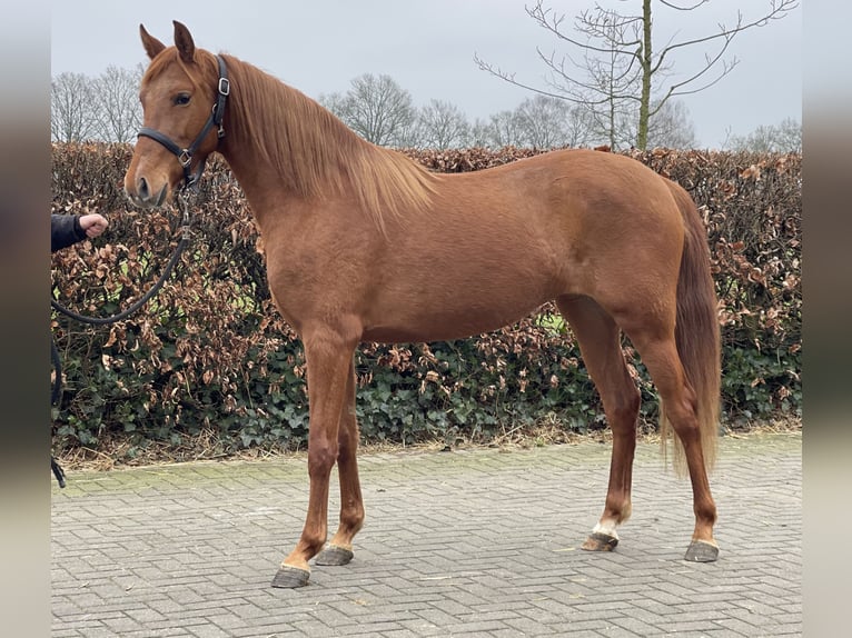 PRE Croisé Jument 14 Ans 153 cm Alezan in Zieuwent