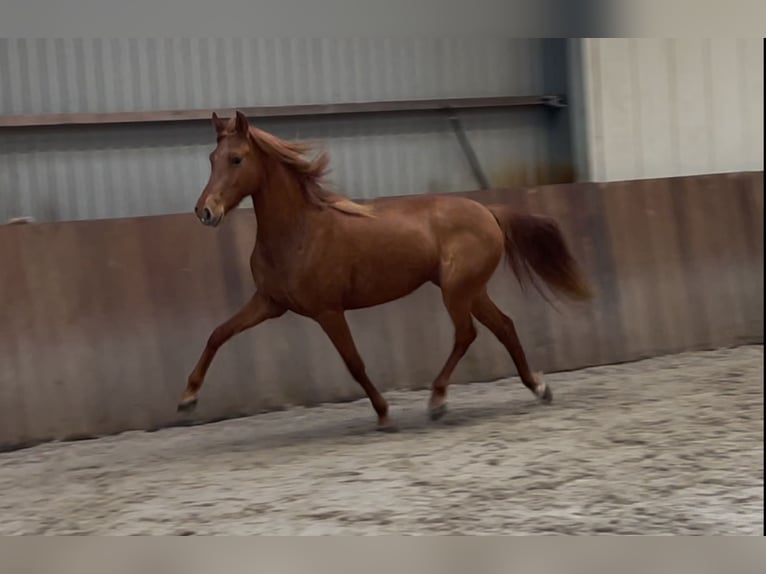 PRE Croisé Jument 14 Ans 153 cm Alezan in Zieuwent