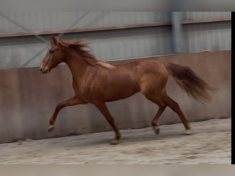 PRE Croisé Jument 14 Ans 153 cm Alezan in Zieuwent