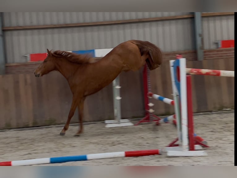 PRE Croisé Jument 14 Ans 153 cm Alezan in Zieuwent