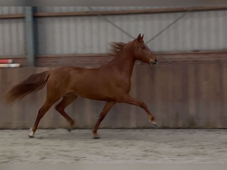 PRE Croisé Jument 14 Ans 153 cm Alezan in Zieuwent