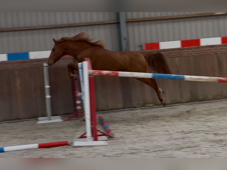 PRE Croisé Jument 14 Ans 153 cm Alezan in Zieuwent