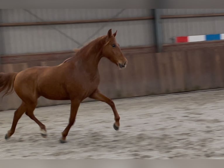 PRE Croisé Jument 14 Ans 153 cm Alezan in Zieuwent