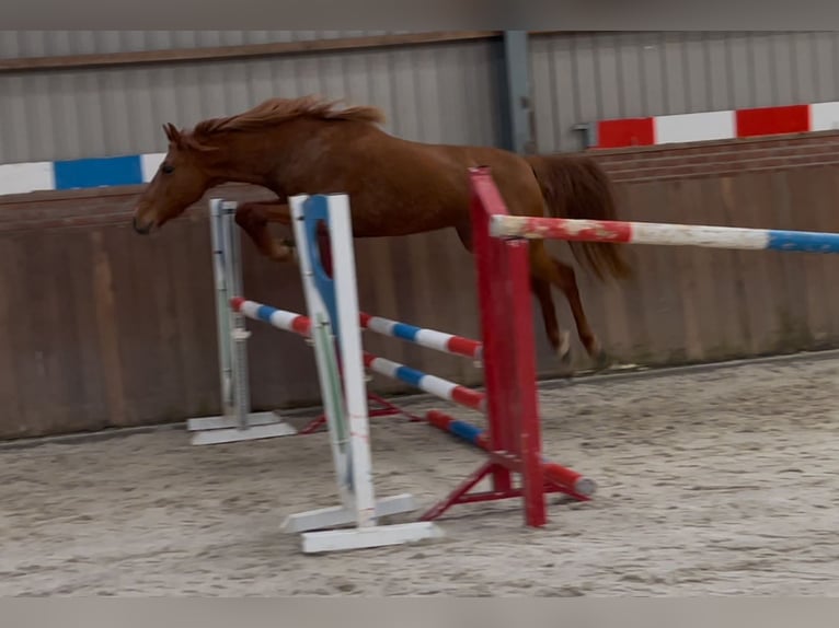 PRE Croisé Jument 14 Ans 153 cm Alezan in Zieuwent