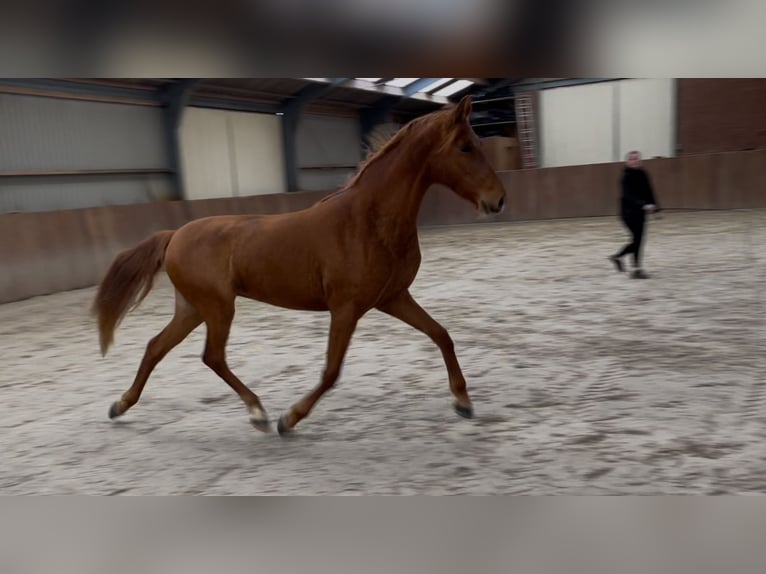 PRE Croisé Jument 14 Ans 153 cm Alezan in Zieuwent