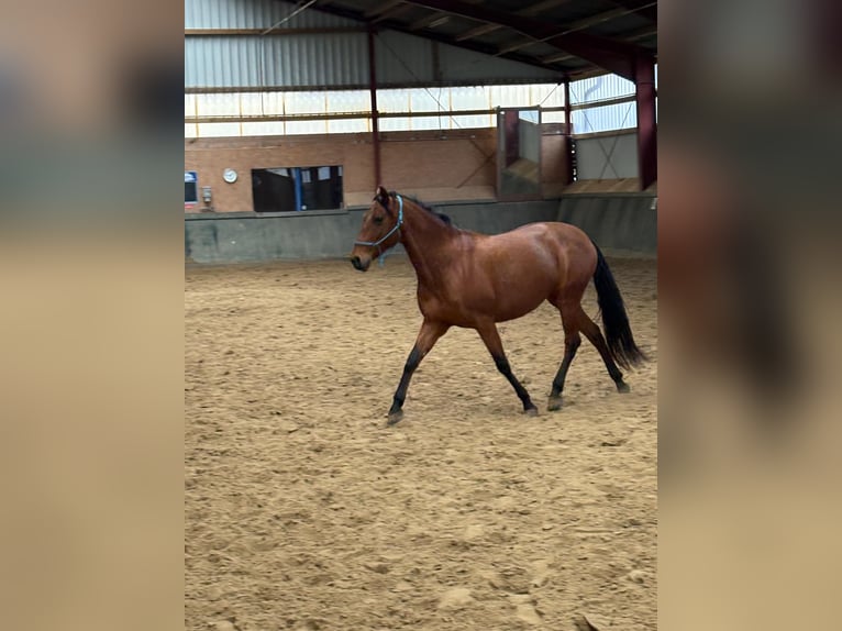 PRE Croisé Jument 14 Ans 158 cm Bai brun in Coesfeld