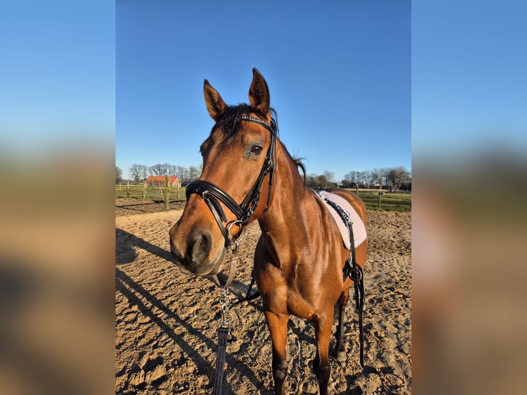 PRE Croisé Jument 14 Ans 158 cm Bai brun in Coesfeld