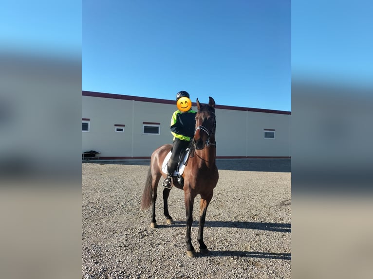 PRE Croisé Jument 14 Ans 160 cm Bai in Lleida