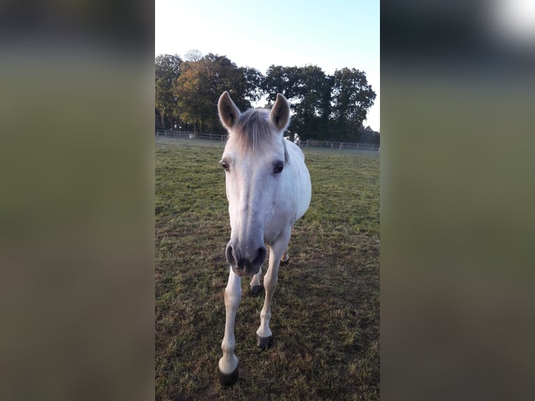 PRE Croisé Jument 14 Ans 160 cm Gris in La Bazoge