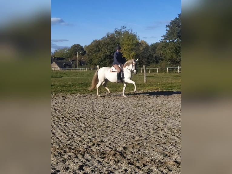 PRE Croisé Jument 14 Ans 160 cm Gris in La Bazoge