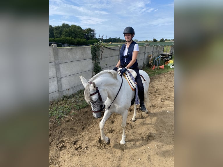 PRE Croisé Jument 14 Ans 160 cm Gris in La Bazoge