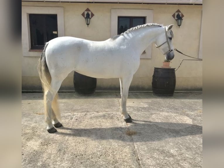 PRE Croisé Jument 14 Ans 160 cm Gris in La Bazoge