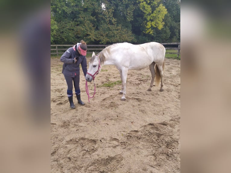 PRE Croisé Jument 14 Ans 160 cm Gris in La Bazoge