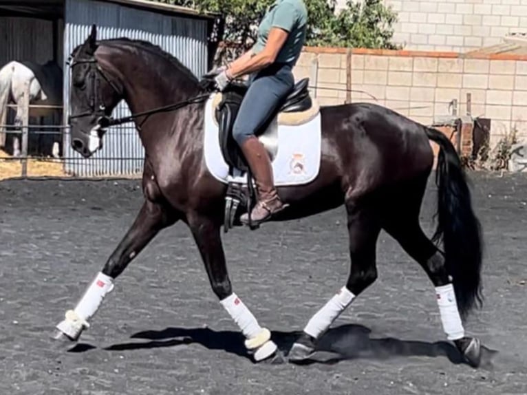 PRE Croisé Jument 14 Ans 161 cm Noir in Navas Del Madroño