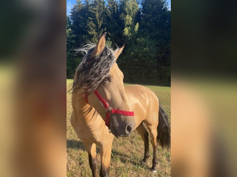 PRE Croisé Jument 14 Ans 163 cm Buckskin in Alcoi/Alcoy