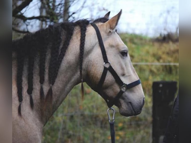 PRE Croisé Jument 14 Ans 163 cm Buckskin in Alcoi/Alcoy