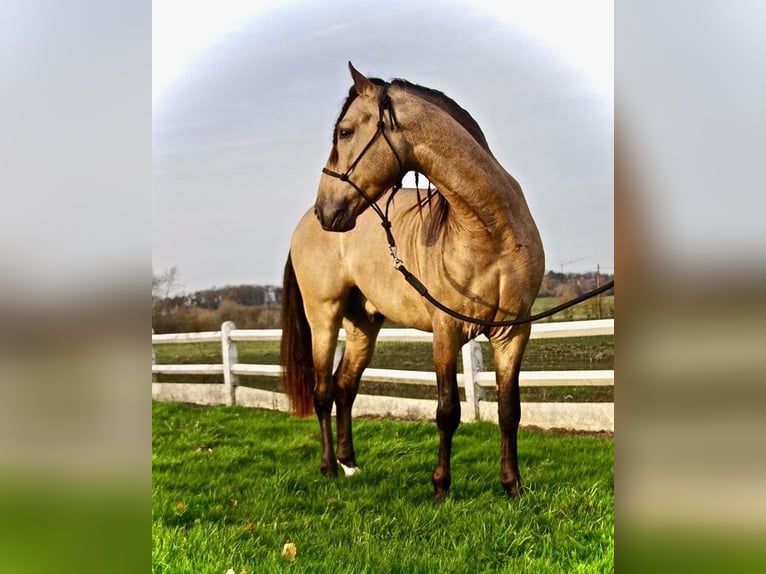 PRE Croisé Jument 14 Ans 163 cm Buckskin in Alcoi/Alcoy