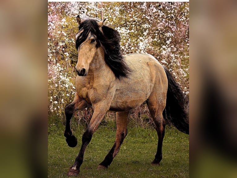 PRE Croisé Jument 14 Ans 163 cm Buckskin in Alcoi/Alcoy