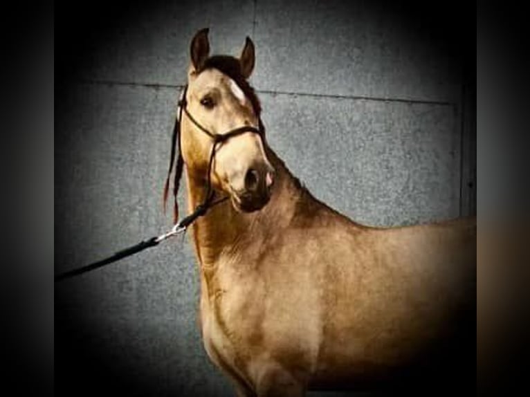 PRE Croisé Jument 14 Ans 163 cm Buckskin in Alcoi/Alcoy