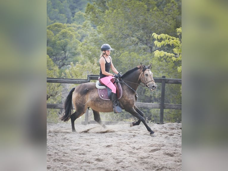 PRE Croisé Jument 14 Ans 163 cm Buckskin in Alcoi/Alcoy