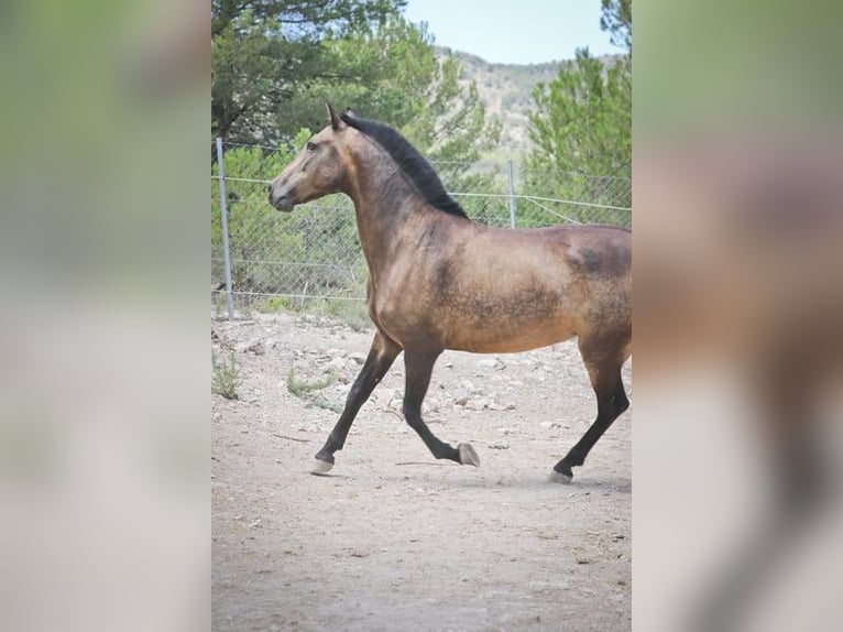 PRE Croisé Jument 14 Ans 163 cm Buckskin in Alcoi/Alcoy