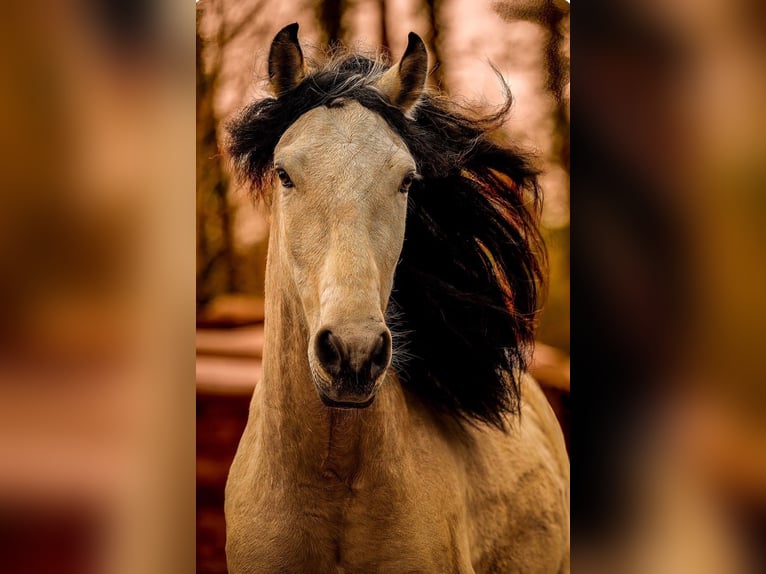 PRE Croisé Jument 14 Ans 163 cm Buckskin in Alcoi/Alcoy