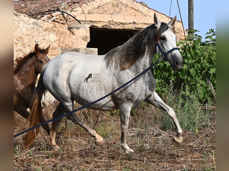 PRE Croisé Jument 14 Ans 164 cm Gris in Menorca