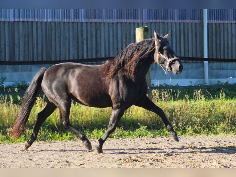 PRE Jument 14 Ans 164 cm Noir in Wremen