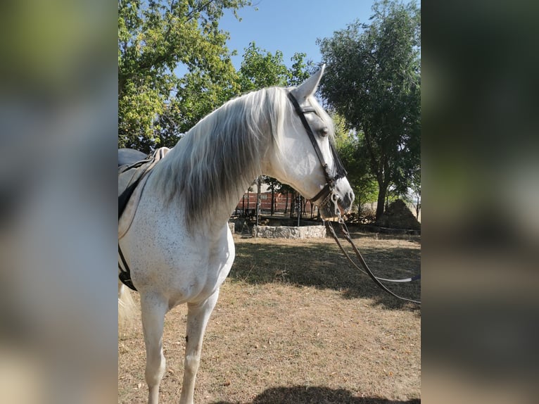 PRE Croisé Jument 15 Ans 152 cm Gris in Grajera