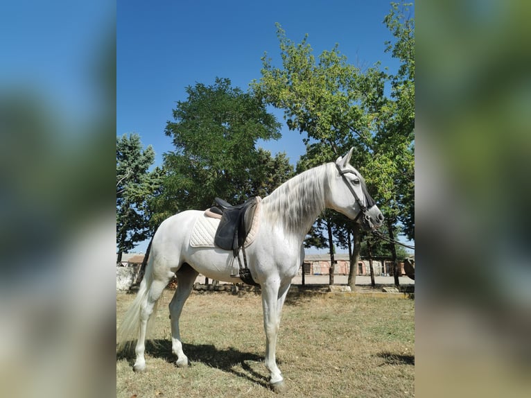 PRE Croisé Jument 15 Ans 152 cm Gris in Grajera