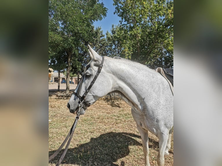 PRE Croisé Jument 15 Ans 152 cm Gris in Grajera