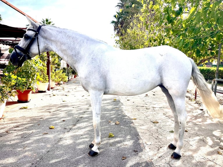 PRE Croisé Jument 15 Ans 154 cm Gris in Cartagena