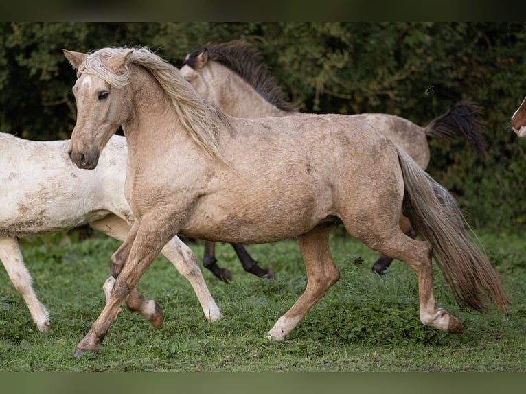 PRE Croisé Jument 15 Ans 156 cm Palomino in Courtomer