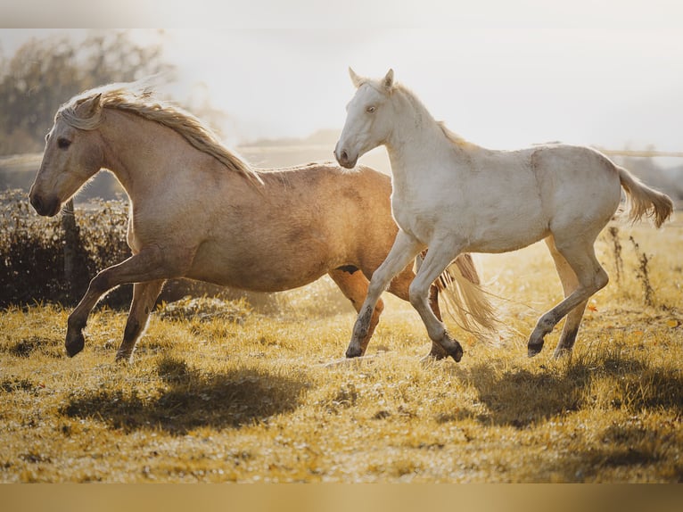 PRE Croisé Jument 15 Ans 156 cm Palomino in Courtomer