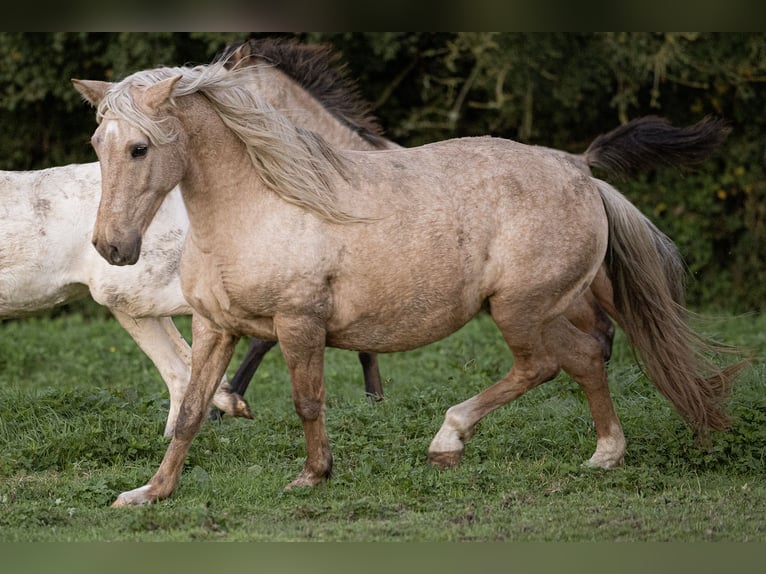 PRE Croisé Jument 15 Ans 156 cm Palomino in Courtomer