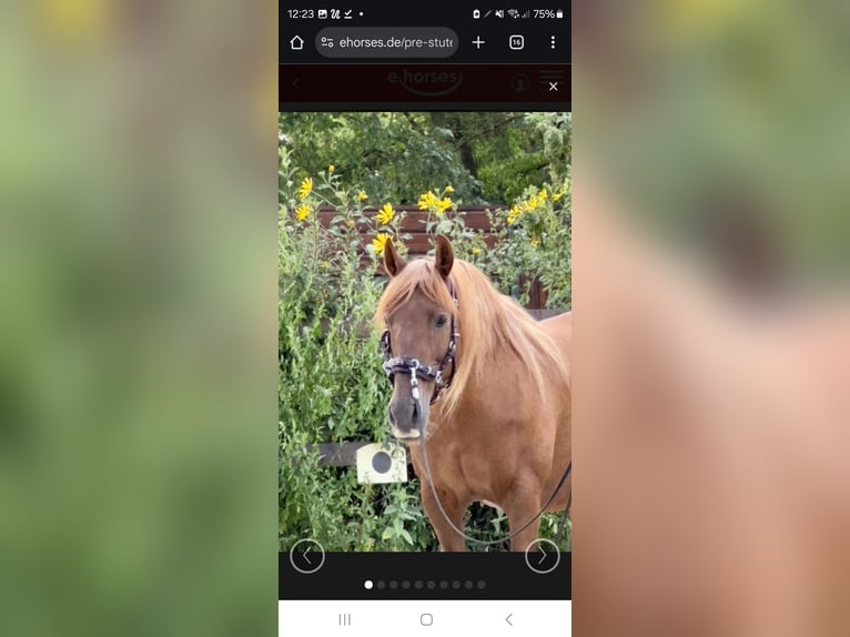 PRE Jument 15 Ans 158 cm Alezan in Sperenberg