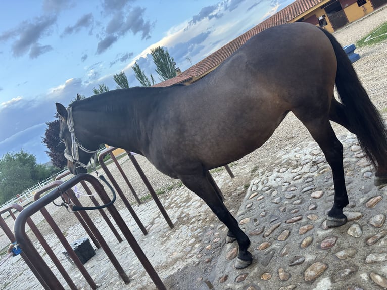 PRE Jument 15 Ans 160 cm Bai brun in Valdeolmos