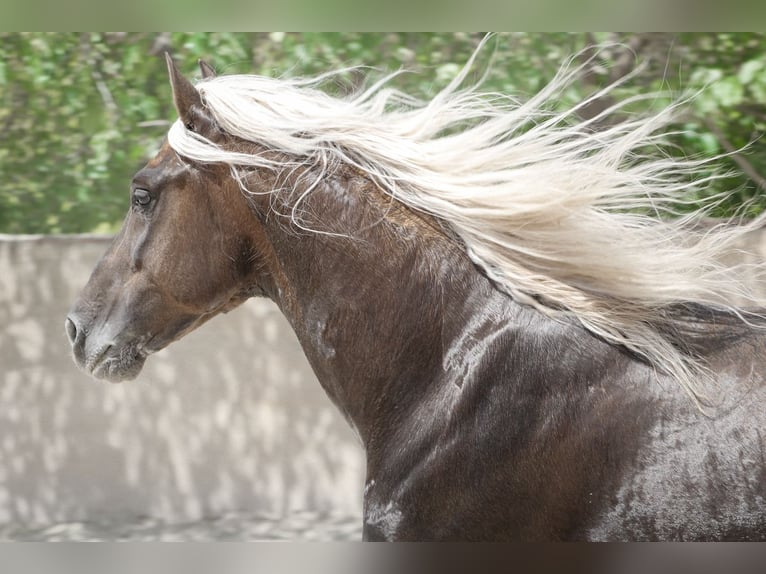 PRE Jument 15 Ans 163 cm Buckskin in Alcoi/Alcoy